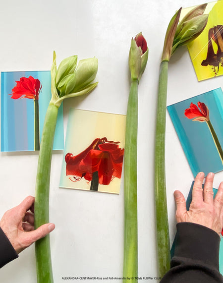 Contemporary floral-inspired artwork by Alexandra Centmayer, Rise and Fall edition, acrylic glass print