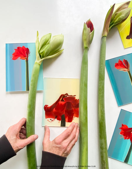 Acrylic glass art print with wall mounting system, Rise and Fall edition by Alexandra Centmayer