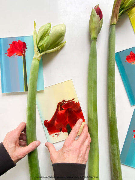 Curated contemporary art print behind acrylic glass, Rise and Fall, TOMs FLOWer CLUB