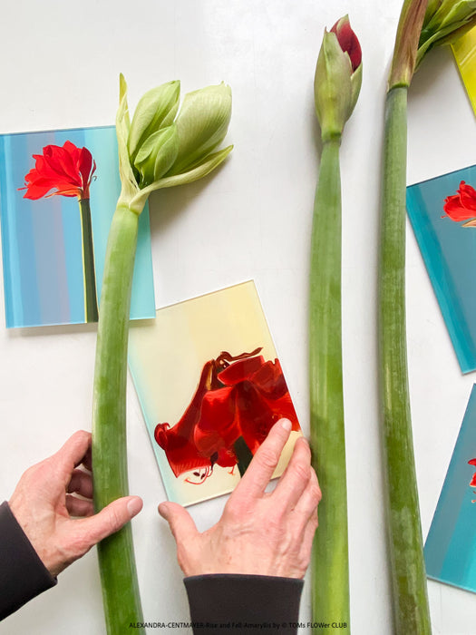 Curated contemporary art print behind acrylic glass, Rise and Fall, TOMs FLOWer CLUB