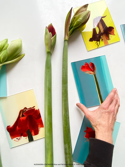 Hand-drawn digital artwork by Alexandra Centmayer, Rise and Fall edition, wall-mounted art print