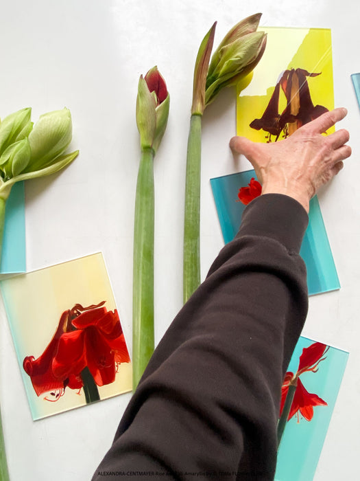 Fine art print Rise and Fall by Alexandra Centmayer, curated contemporary wall art