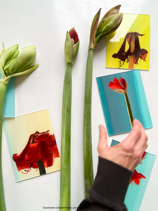 Fine art print with glossy acrylic glass finish, Rise and Fall 2025, TOMs FLOWer CLUB Zurich