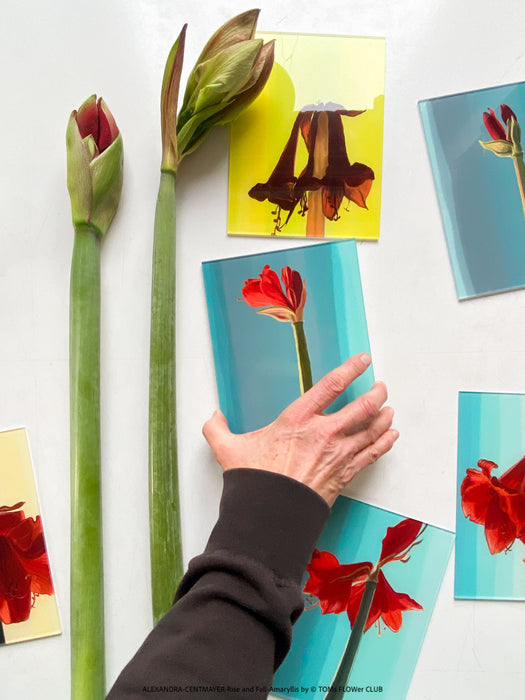 Signed and numbered limited edition art print, Rise and Fall 2025, Alexandra Centmayer