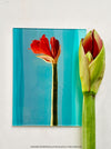 Modern fine art print on glossy acrylic glass, Rise and Fall 2025, curated by TOMs FLOWer CLUB
