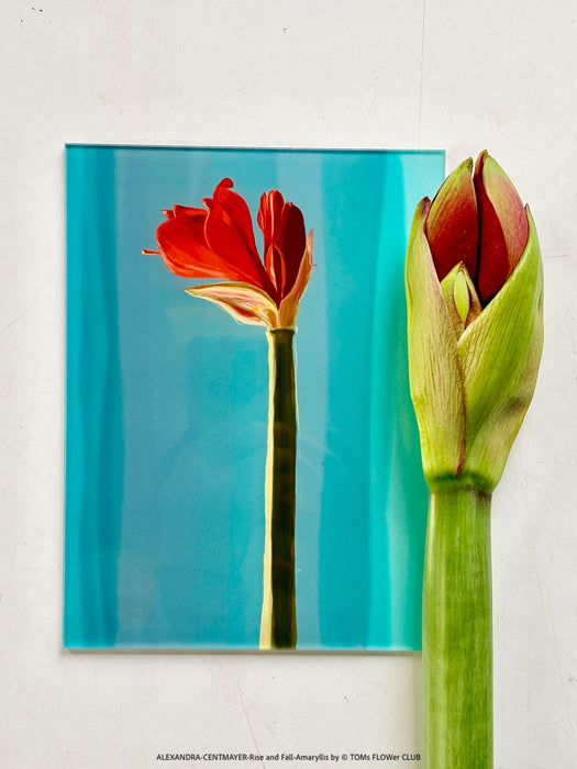 Modern fine art print on glossy acrylic glass, Rise and Fall 2025, curated by TOMs FLOWer CLUB