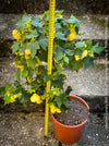 Abutilon Canary Bird, pure lemon yellow flowering, organically grown tropical plants for sale at TOMs FLOWer CLUB