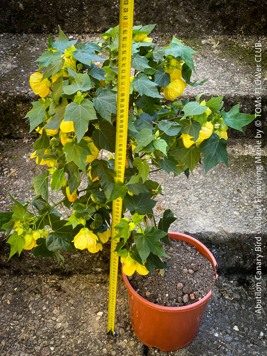 Abutilon Canary Bird, pure lemon yellow flowering, organically grown tropical plants for sale at TOMs FLOWer CLUB