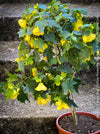 Abutilon Canary Bird, pure lemon yellow flowering, organically grown tropical plants for sale at TOMs FLOWer CLUB