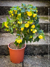 Abutilon Canary Bird, pure lemon yellow flowering, organically grown tropical plants for sale at TOMs FLOWer CLUB