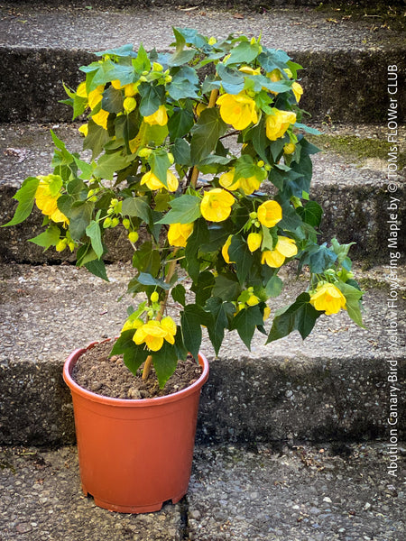 Abutilon Canary Bird, pure lemon yellow flowering, organically grown tropical plants for sale at TOMs FLOWer CLUB