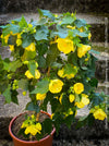 Abutilon Canary Bird, pure lemon yellow flowering, organically grown tropical plants for sale at TOMs FLOWer CLUB