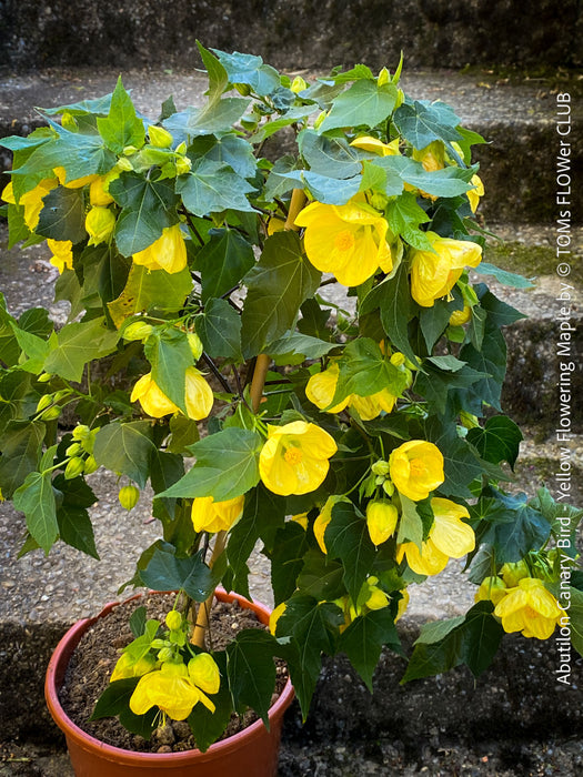 Abutilon Canary Bird, pure lemon yellow flowering, organically grown tropical plants for sale at TOMs FLOWer CLUB