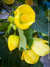 Abutilon Canary Bird, pure lemon yellow flowering, organically grown tropical plants for sale at TOMs FLOWer CLUB