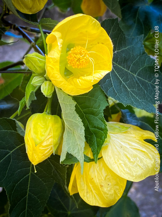 Abutilon Canary Bird, pure lemon yellow flowering, organically grown tropical plants for sale at TOMs FLOWer CLUB