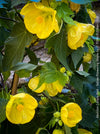 Abutilon Canary Bird, pure lemon yellow flowering, organically grown tropical plants for sale at TOMs FLOWer CLUB