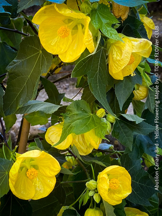 Abutilon Canary Bird, pure lemon yellow flowering, organically grown tropical plants for sale at TOMs FLOWer CLUB