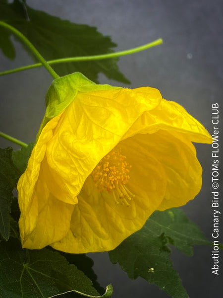 Abutilon Canary Bird, pure lemon yellow flowering, organically grown tropical plants for sale at TOMs FLOWer CLUB