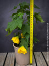 Abutilon Canary Bird, pure lemon yellow flowering, organically grown tropical plants for sale at TOMs FLOWer CLUB