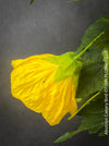 Abutilon Canary Bird, pure lemon yellow flowering, organically grown tropical plants for sale at TOMs FLOWer CLUB