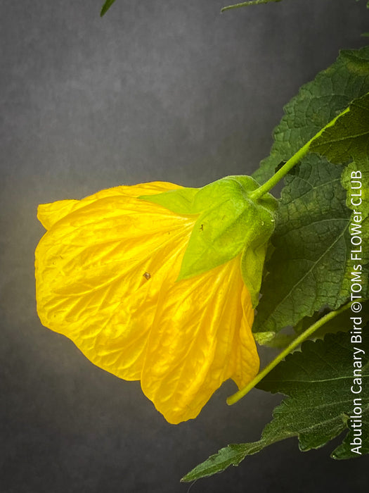 Abutilon Canary Bird, pure lemon yellow flowering, organically grown tropical plants for sale at TOMs FLOWer CLUB