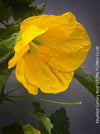 Abutilon Canary Bird, pure lemon yellow flowering, organically grown tropical plants for sale at TOMs FLOWer CLUB