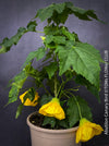 Abutilon Canary Bird, pure lemon yellow flowering, organically grown tropical plants for sale at TOMs FLOWer CLUB