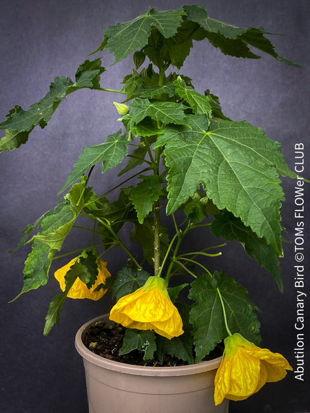 Abutilon Canary Bird, pure lemon yellow flowering, organically grown tropical plants for sale at TOMs FLOWer CLUB