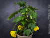 Abutilon Canary Bird, pure lemon yellow flowering, organically grown tropical plants for sale at TOMs FLOWer CLUB