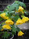 Abutilon Canary Bird, pure lemon yellow flowering, organically grown tropical plants for sale at TOMs FLOWer CLUB