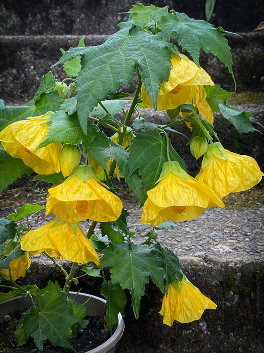 Abutilon Canary Bird, pure lemon yellow flowering, organically grown tropical plants for sale at TOMs FLOWer CLUB