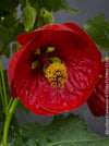 Abutilon Flamenco, red flowering, organically grown tropical plants for sale at TOMs FLOWer CLUB