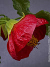 Abutilon Flamenco, red flowering, organically grown tropical plants for sale at TOMs FLOWer CLUB