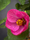 Abutilon Lillian, lilla flowering, organically grown tropical plants for sale at TOMs FLOWer CLUB