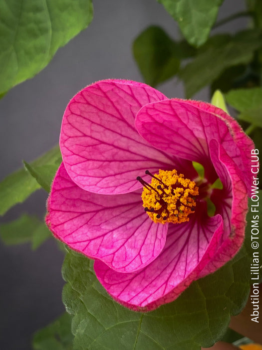 Abutilon Lillian, lilla flowering, organically grown tropical plants for sale at TOMs FLOWer CLUB