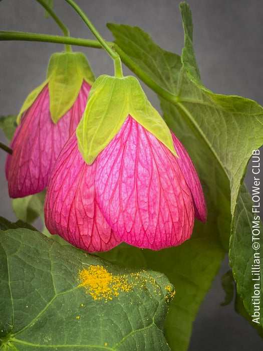 Abutilon Lillian, lilla flowering, organically grown tropical plants for sale at TOMs FLOWer CLUB