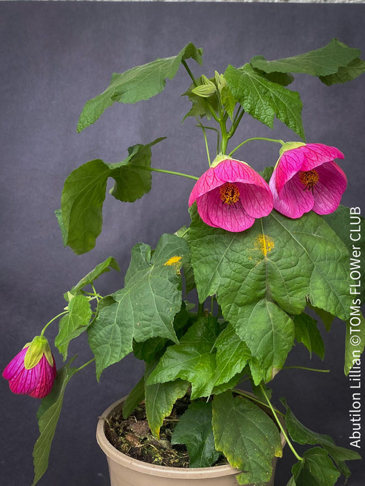 Abutilon Lillian, lilla flowering, organically grown tropical plants for sale at TOMs FLOWer CLUB