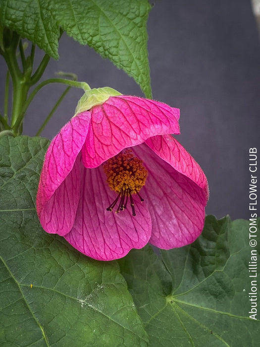 Abutilon Lillian, lilla flowering, organically grown tropical plants for sale at TOMs FLOWer CLUB