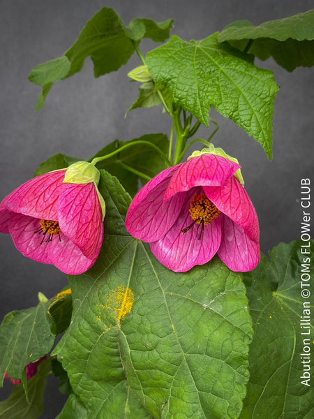 Abutilon Lillian, lilla flowering, organically grown tropical plants for sale at TOMs FLOWer CLUB