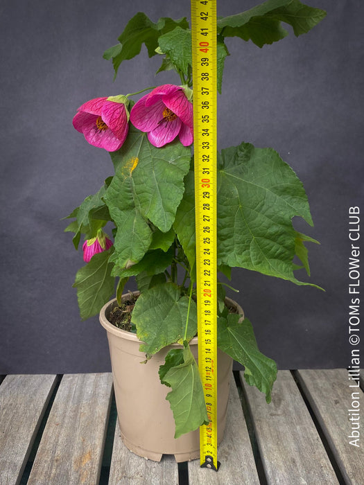 Abutilon Lillian, lilla flowering, organically grown tropical plants for sale at TOMs FLOWer CLUB