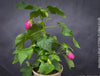 Abutilon Lillian, lilla flowering, organically grown tropical plants for sale at TOMs FLOWer CLUB