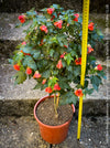 Abutilon megapotamicum tangerine, rose flowering, organically grown tropical plants for sale at TOMs FLOWer CLUB.