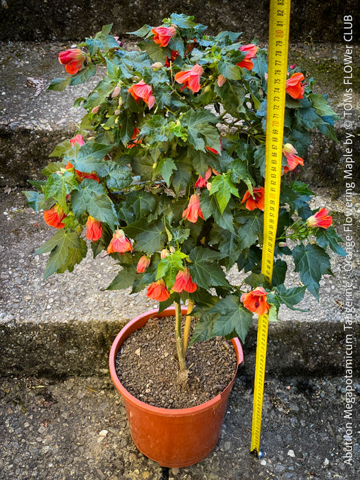 Abutilon megapotamicum tangerine, rose flowering, organically grown tropical plants for sale at TOMs FLOWer CLUB.