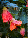 Abutilon megapotamicum tangerine, rose flowering, organically grown tropical plants for sale at TOMs FLOWer CLUB.