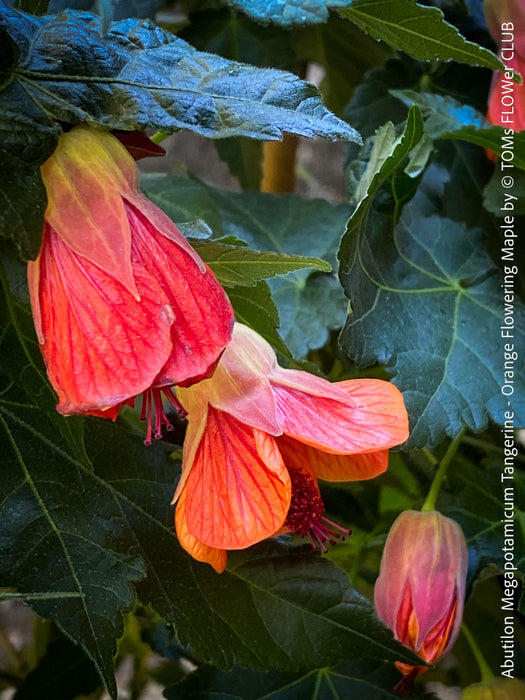 Abutilon megapotamicum tangerine, rose flowering, organically grown tropical plants for sale at TOMs FLOWer CLUB.
