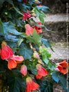 Abutilon megapotamicum tangerine, rose flowering, organically grown tropical plants for sale at TOMs FLOWer CLUB.