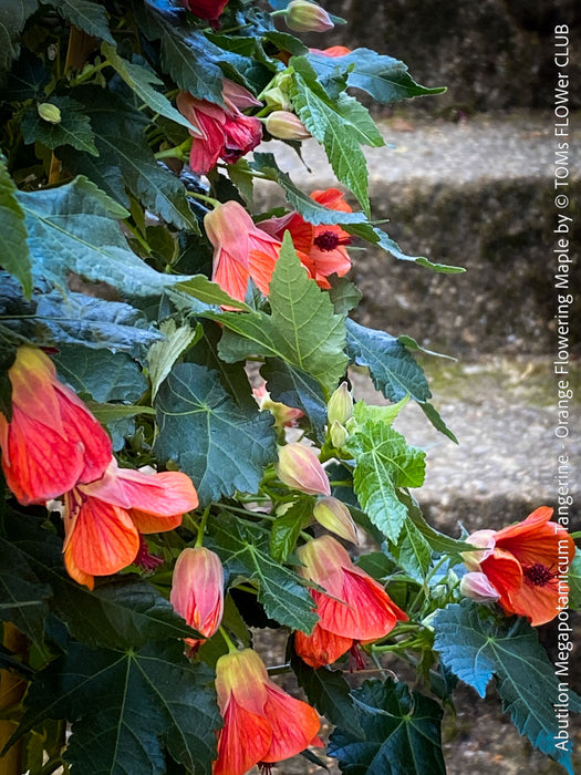 Abutilon megapotamicum tangerine, rose flowering, organically grown tropical plants for sale at TOMs FLOWer CLUB.