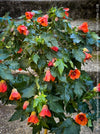 Abutilon megapotamicum tangerine, rose flowering, organically grown tropical plants for sale at TOMs FLOWer CLUB.