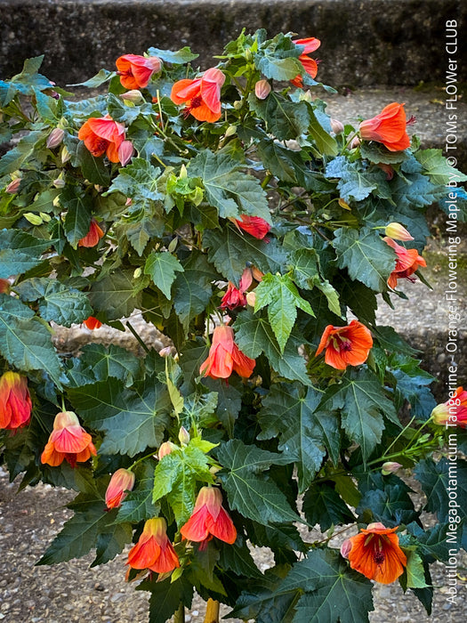 Abutilon megapotamicum tangerine, rose flowering, organically grown tropical plants for sale at TOMs FLOWer CLUB.