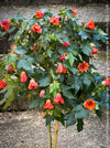 Abutilon megapotamicum tangerine, rose flowering, organically grown tropical plants for sale at TOMs FLOWer CLUB.